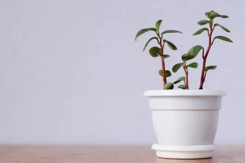Three stems of a small succulent plant Foto stock