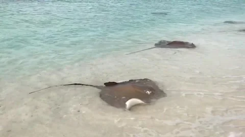 Three stingrays swimming in shallow, clear ocean water near a sandy beach. Stock Footage 302306594