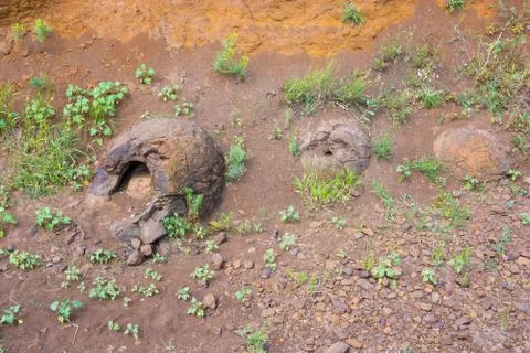 Three stone formation resembling a form of dinosaur eggs Stock Photos