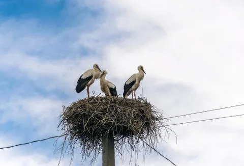 Three storks are standing on the nest Stock Photos