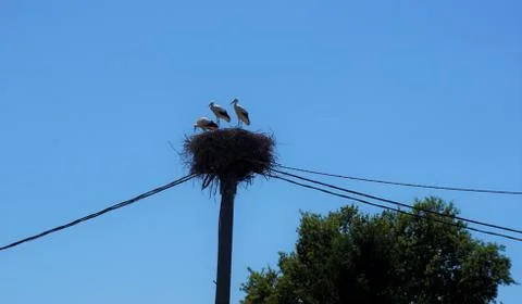 Three storks in a nest with electric cable and tree Stock Photos