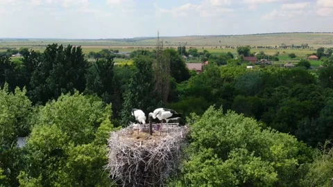 Three storks in the nest Stock Footage 136942906