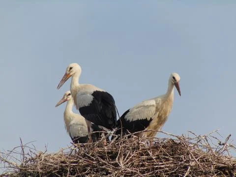 Three storks in the nest. In Maramures county, Romania 스톡 사진