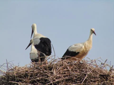 Three storks in the nest. In Maramures county, Romania 库存照片