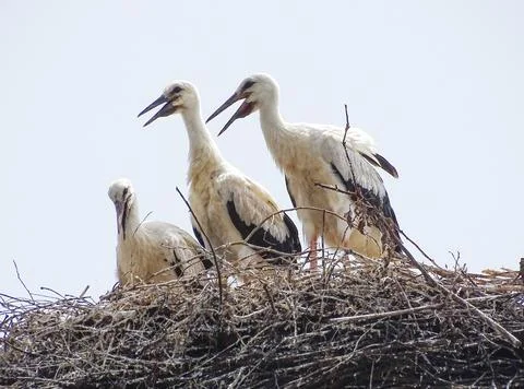 Three storks in the nest in Maramures county, Romania Фото