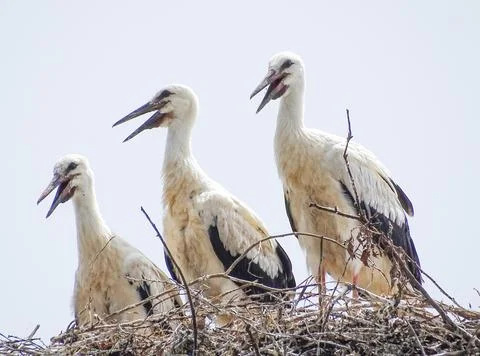 Three storks in the nest in Maramures county, Romania 库存照片