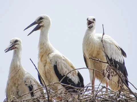 Three storks in the nest in Maramures county, Romania Фото