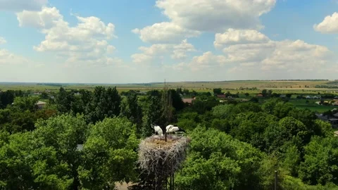 Three storks in the nest in Ukraine Stock Footage 138276389