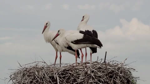 Three storks sits on the nest Stock-Footage 157495862