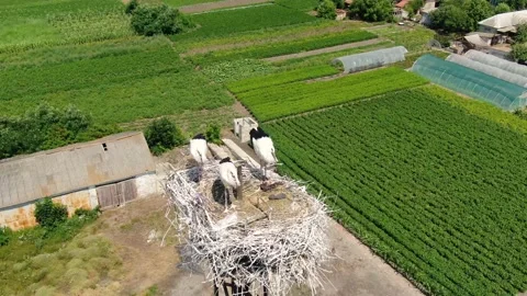 Three storks stand in the nest Stock Footage 136943047