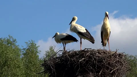 Three storks stand in a nest high against a blue sky background. 4K Video stock 132164350