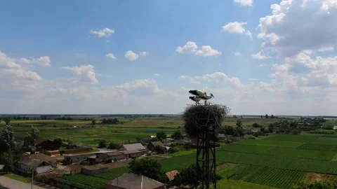 Three storks stand in the nest in Ukraine Stock Footage 136943006