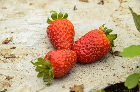 Three strawberries highlighted Stock Photos
