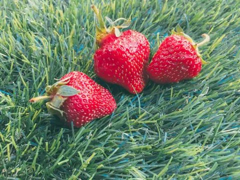 Three strawberrys on the grass Stock Photos