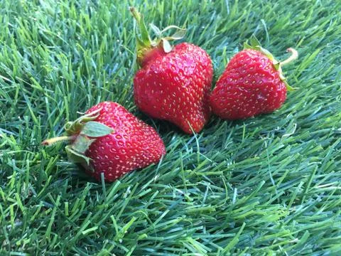 Three strawberrys on the grass Stock Photos