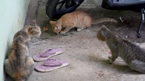 Three stray cats around a motorcycle wheel. Stock Footage 326771285