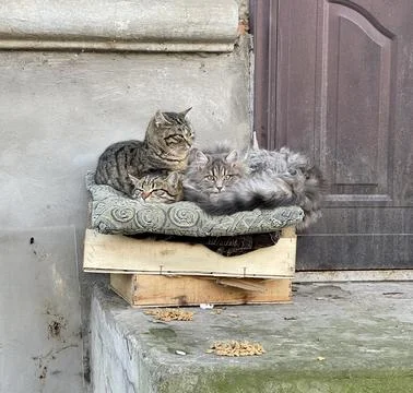 Three Stray Cats Cuddling in a Makeshift Shelter on a Cold Urban Street Stock Photos