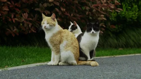 Three Stray Cats standing close Vidéo 332728371