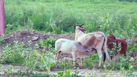 Three stray cows in Vrindavan, Uttar Pradesh, India Stock Footage 157978291