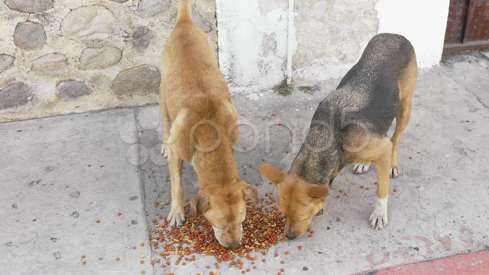 Street Dog Feeding  Stray Dog Feeding - POV