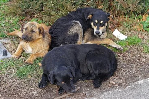 Three stray dogs Stock Photos