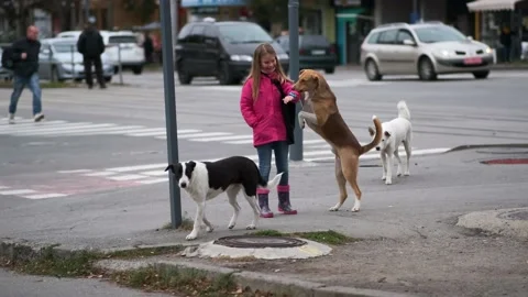 Three stray dogs play, bite and fight with a passing little girl in the city Stock Footage 162306783