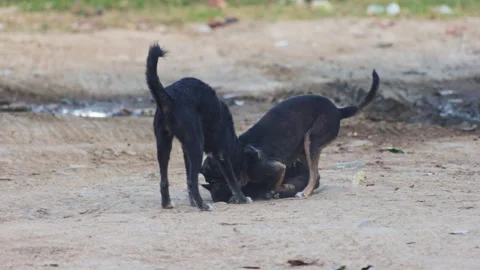 Three stray dogs playing and fighting on a dirt road Vídeos de archivo 338343716