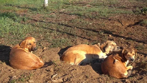 Three stray dogs rest on the ground 動画素材 96411295