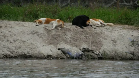 Three Stray dogs resting and sleeping beside a flowing river, on riverside sand Stock Footage 258646229