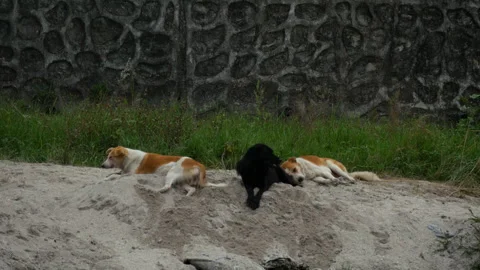 Three stray dogs resting and sleeping on sand beside a river Stock Footage 258649033