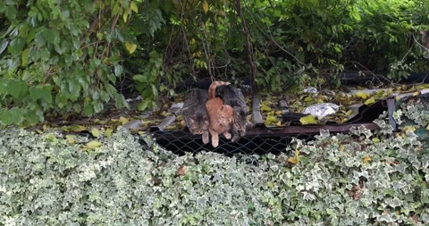 Three stray kittens peek over ivy from a rooftop hideout Stock Footage 320171418