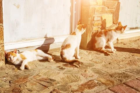 Three stray kittens Foto stock