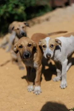 Three Stray Puppies Looking at Camera Stock Photos