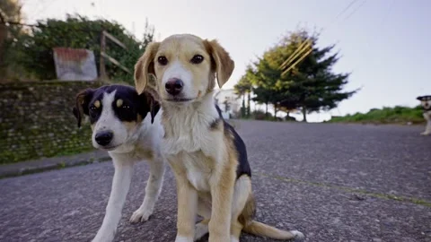 Three stray puppy dogs, chasing the camera in slow motion Stock Footage 238628973