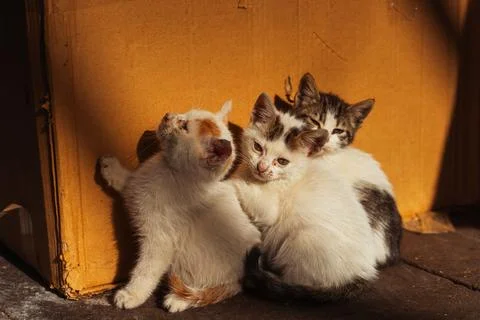 Three stray stray white kittens with sore eyes Stock Photos