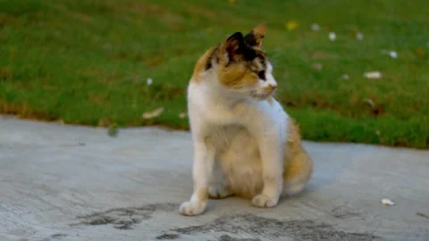 Three striped cat 動画素材 251880453