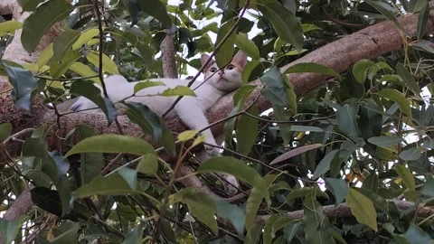 Three striped cat perched Stock Footage 279215855