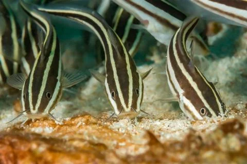 Three striped catfish feeding Stock Photos