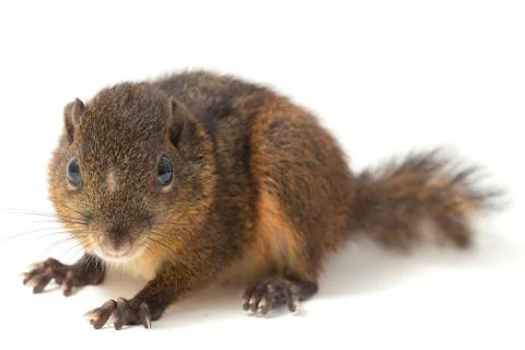 The three-striped ground squirrel (Lariscus insignis) is a species of rodent in Foto stock