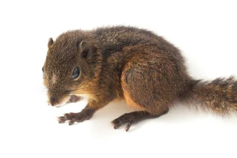 The three-striped ground squirrel (Lariscus insignis) is a species of rodent in Stock Photos