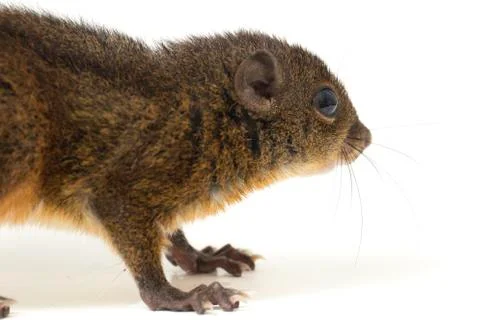 The three-striped ground squirrel (Lariscus insignis) is a species of rodent in Stock Photos