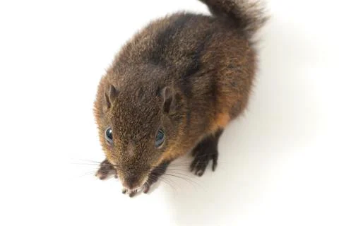 The three-striped ground squirrel (Lariscus insignis) is a species of rodent in Stock Photos
