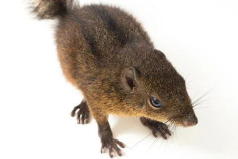The three-striped ground squirrel (Lariscus insignis) is a species of rodent in Stock Photos