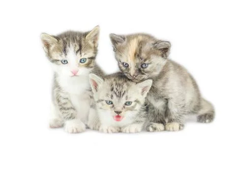 Three striped kittens  isolated Fotos de archivo