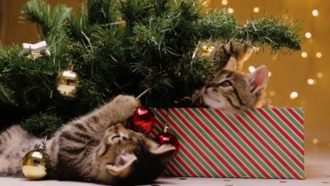Three striped kittens next to the Christmas tree. A kitten is playing with a Stock-Footage 219315498