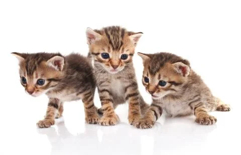 Three striped kittens Stock Photos