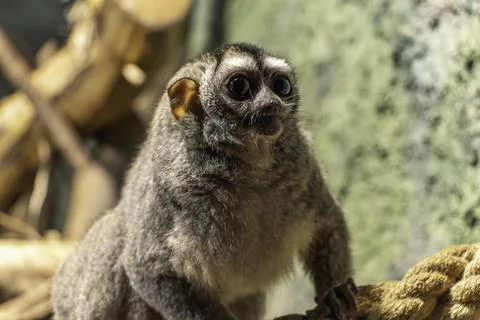 Three-striped night monkey, also known as northern night monkey or northern.. Stock Photos