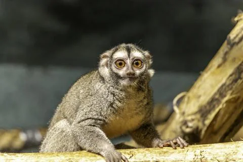 Three-striped night monkey, also known as northern night monkey or northern.. Stock Photos