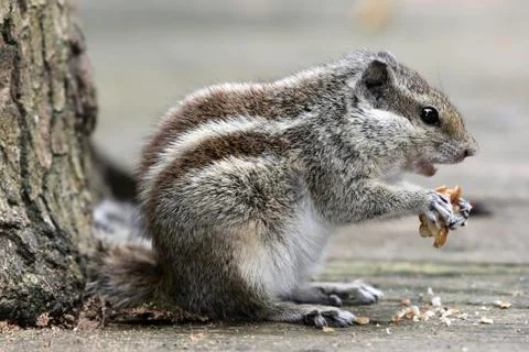Three-striped Palm Squirrel Stock Photos