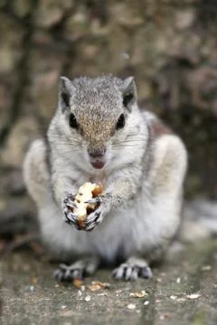 Three-striped Palm Squirrel Foto stock